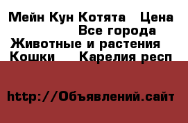 Мейн Кун Котята › Цена ­ 15 000 - Все города Животные и растения » Кошки   . Карелия респ.